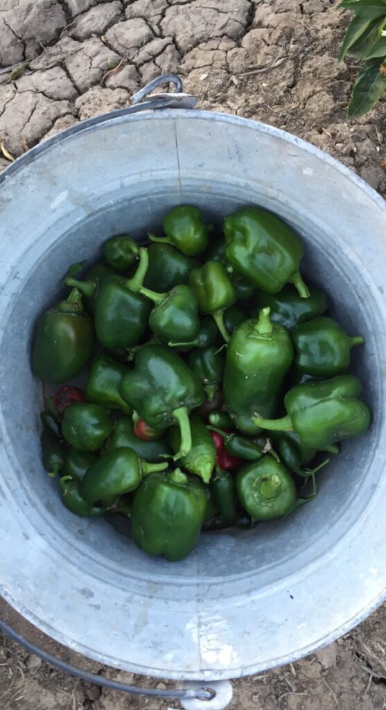 Freshly picked green peppers