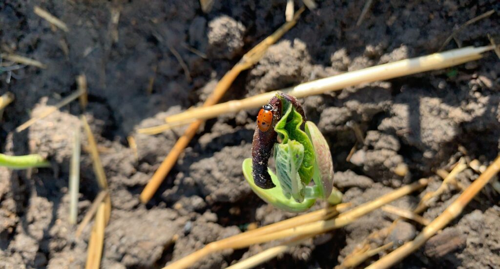 Ladybug on growing garden plant