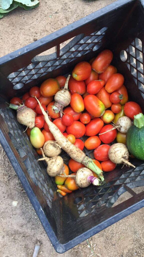 Picked garden vegetables