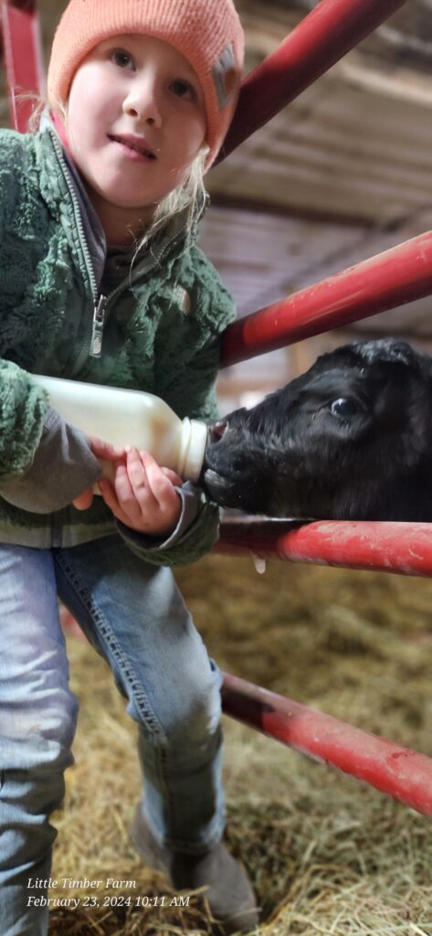 Farm kid giving a calf milk