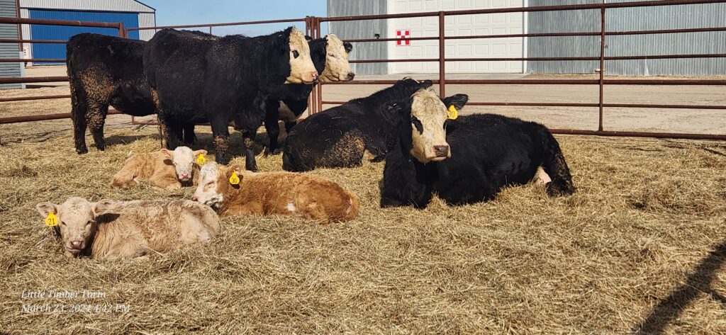 Raising cattle in a pen