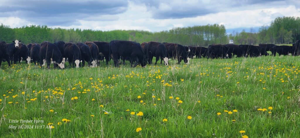 Raising cattle in a pasture