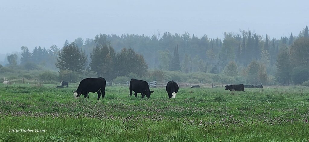 Cattle in a green pasture