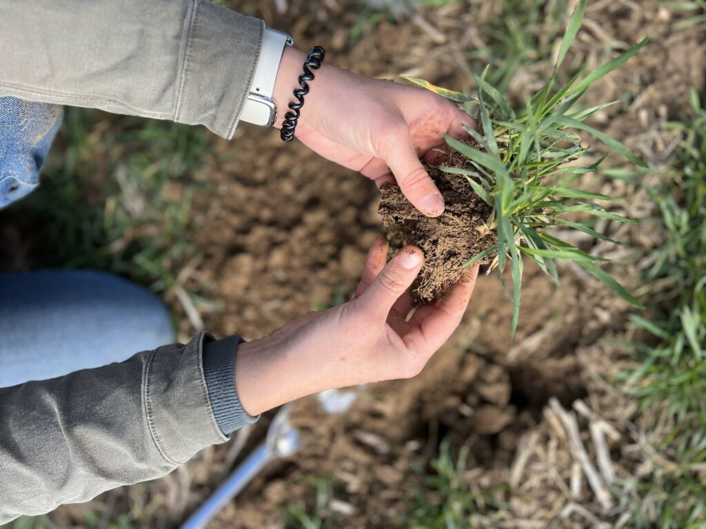 Plant growth in one of the three types of soil