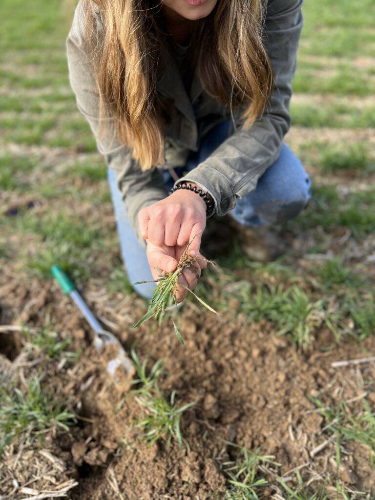 Woman farm showing plant roots in soil