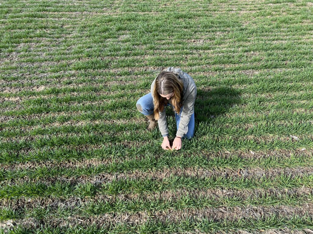 Woman farmer digging in ground to look at plant growth in field